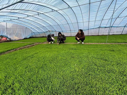 齊齊哈爾市碾子山區多措并舉，力促春耕備耕與農作物種子生產