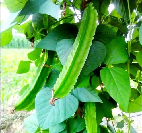 南方小眾蔬菜，北方人少見(jiàn)，卻全身是寶，你認(rèn)識(shí)嗎？